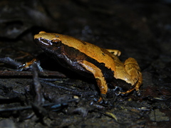 Hamptophryne boliviana