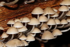 Mycena subgalericulata