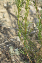 Artemisia salsoloides