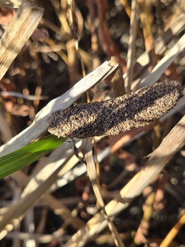 Calamus observed 2026-10-22