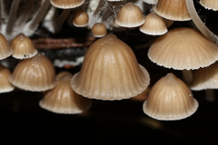 Mycena subgalericulata
