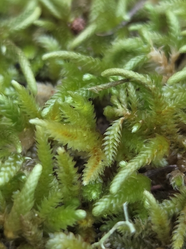 Nogopterium gracile observed 2026-10-22