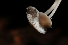 Mycena subgalericulata