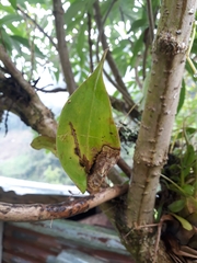 Pleurothallis matudana