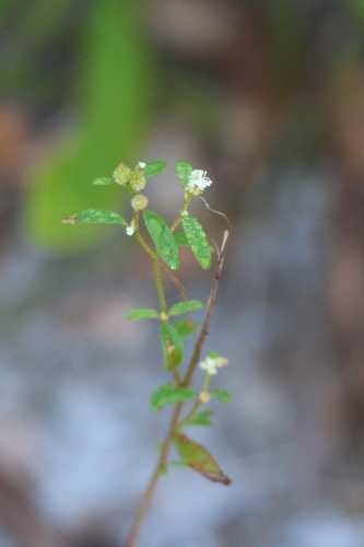 Croton michauxii, 2026-10-22