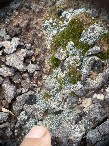 Chiseled Sunken Disk Lichen