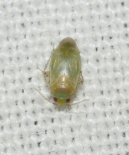 Campylomma observed 2026-10-21
