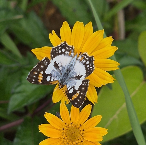 Ariconias glaphyra