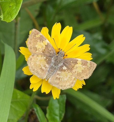Glassy-winged Skipper