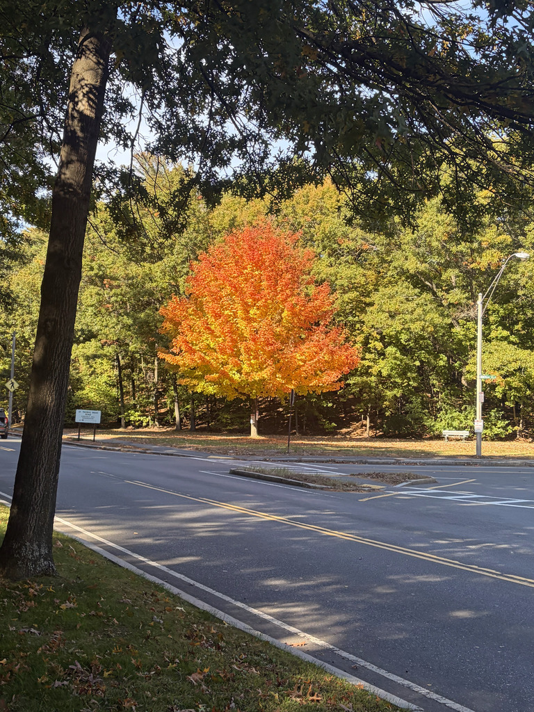 A photograph from Oct 22, 2026 near Mount Auburn Cemetery, where the observer’s point is approximate.