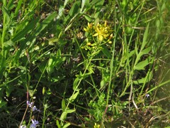 Hypericum pseudomaculatum