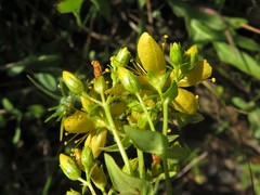 Hypericum pseudomaculatum