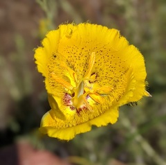 Calochortus weedii weedii