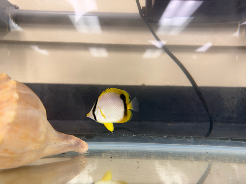 Chaetodon ocellatus observed 2026-10-17