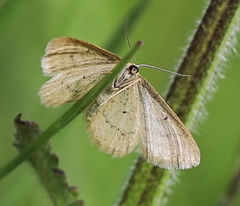 Idaea pallidata