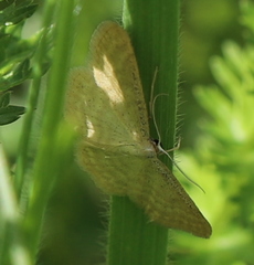 Idaea pallidata