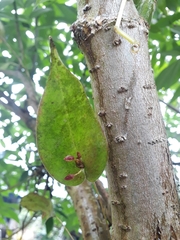 Pleurothallis matudana