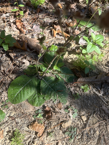 Elephantopus tomentosus observed 2026-10-22