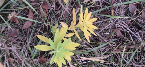 Euphorbia esula observed 2026-10-22