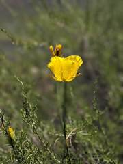 Calochortus weedii weedii
