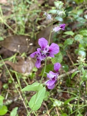 Streptanthus squamiformis