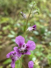 Streptanthus squamiformis