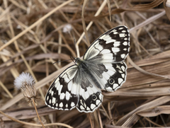 Melanargia larissa