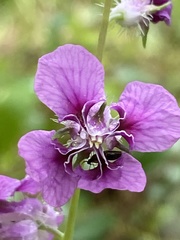 Streptanthus squamiformis