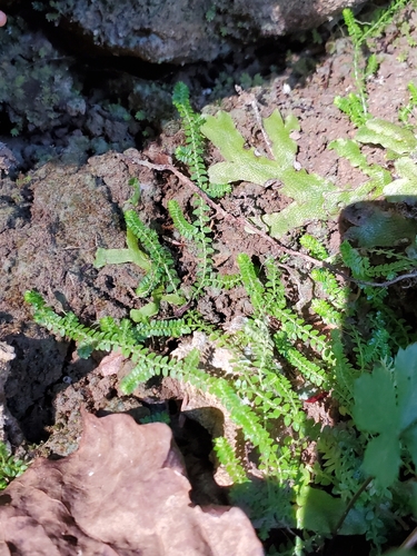 Selaginella apoda observed 2026-10-22