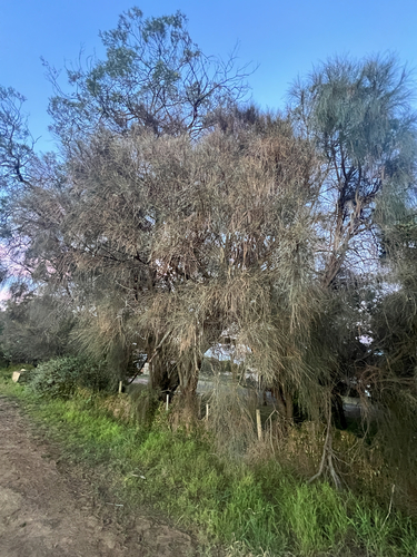Allocasuarina verticillata observed 2026-10-23