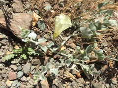 Calystegia malacophylla pedicellata