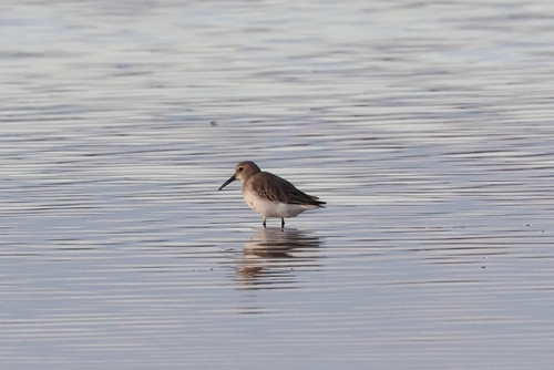 iNaturalist image