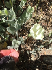 Calystegia malacophylla pedicellata