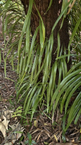 Pyrrosia longifolia observed 2026-10-21