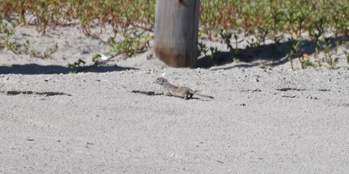 Spotted Ground Squirrel