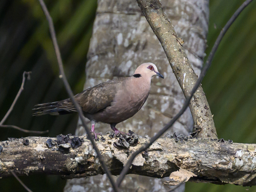 iNaturalist image