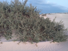 Traganum moquinii