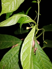Hamelia axillaris
