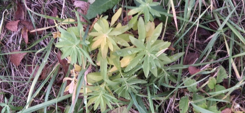 Euphorbia esula observed 2026-10-22
