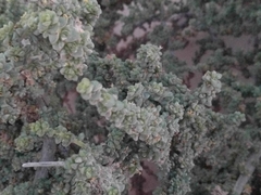 Traganum moquinii