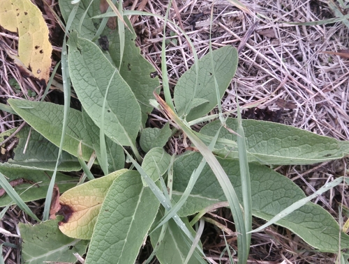 Symphytum officinale observed 2026-10-22