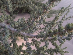 Traganum moquinii