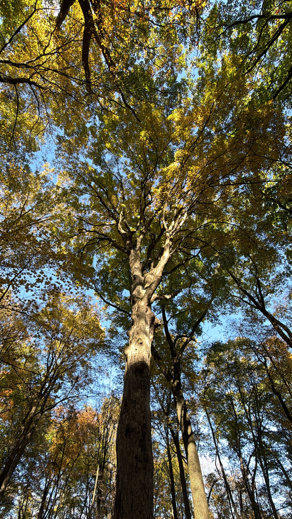 Red maple in Pennsylvania