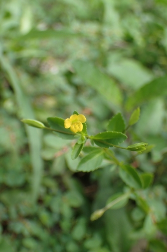 Mecardonia procumbens observed 2026-10-21