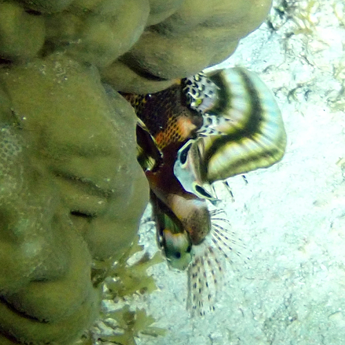 Dendrochirus biocellatus observed 2026-09-25