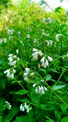 Symphytum officinale