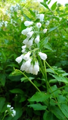 Symphytum officinale