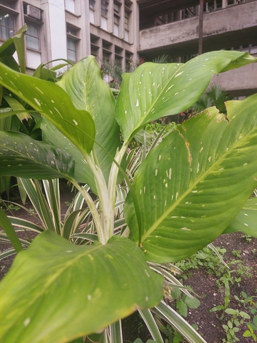 Dieffenbachia seguine observed 2026-10-22