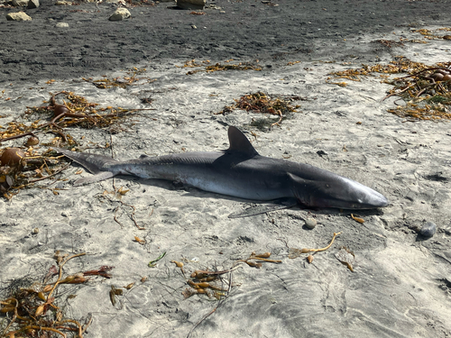 Carcharhinus falciformis observed 2026-10-22