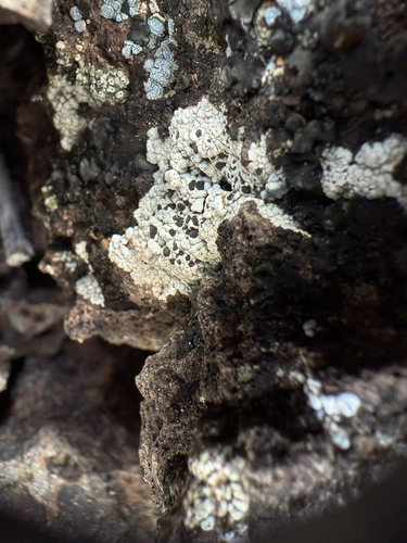Buellia dispersa